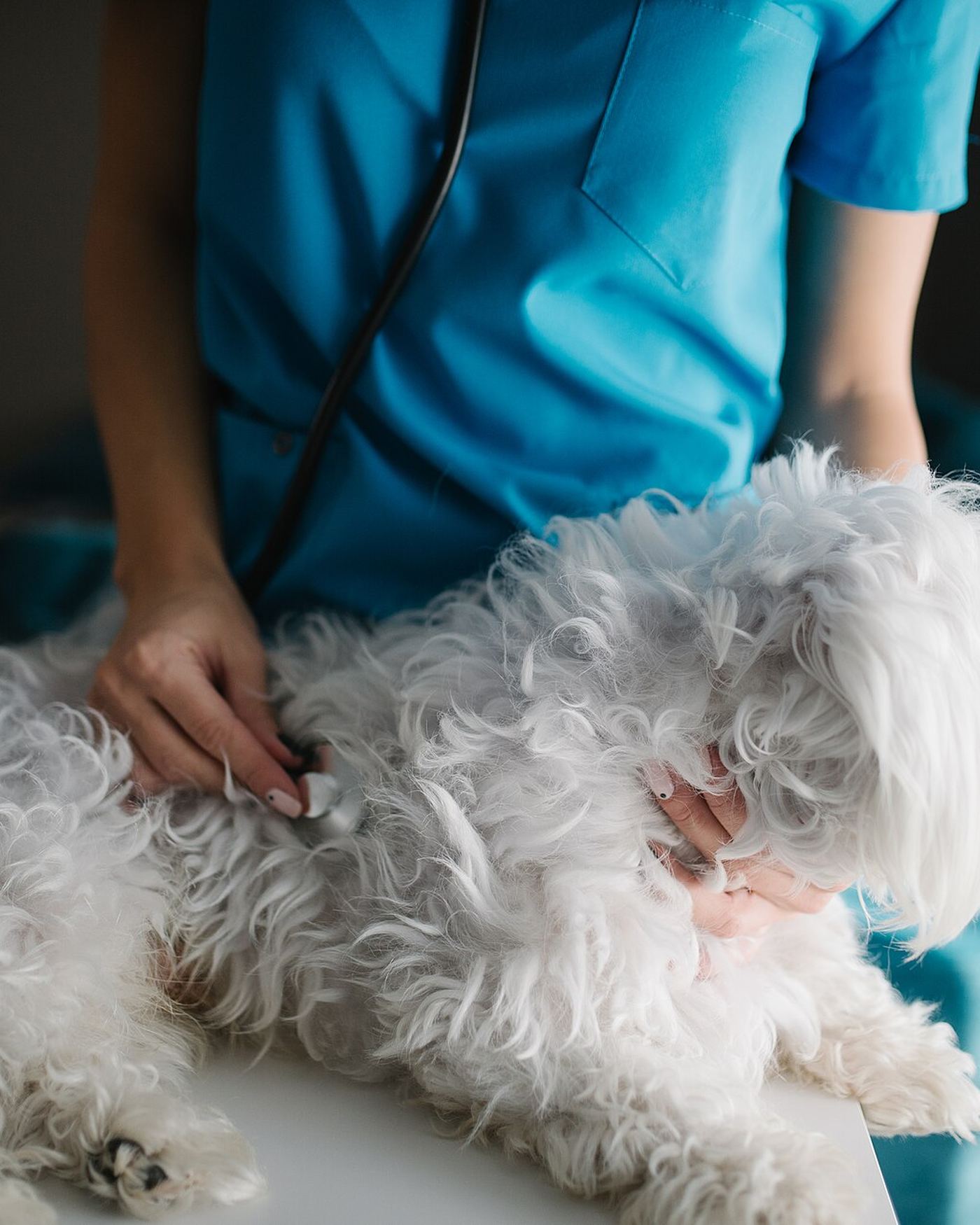 Veterinaria auscultando a un perro maltés con estetoscopio